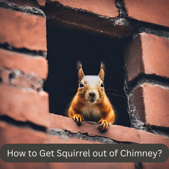 How To Get Squirrel Out Of Chimney