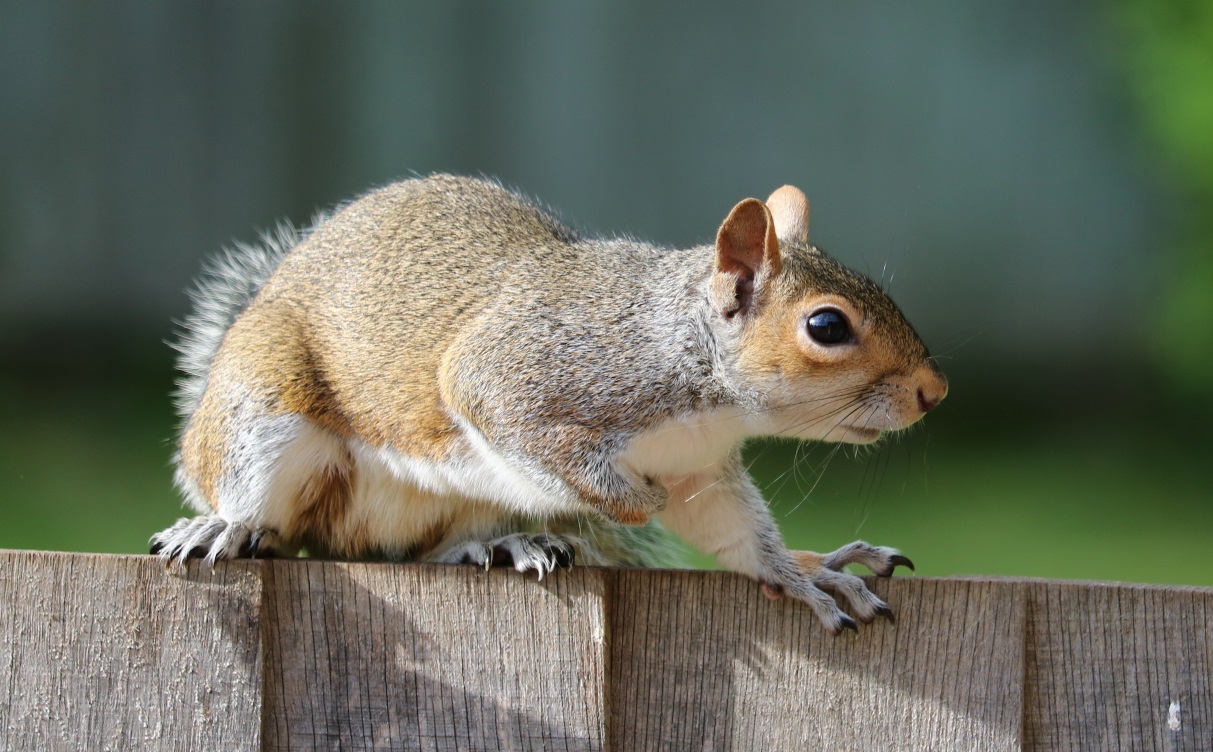 Squirrel Removal Burlington Nc company