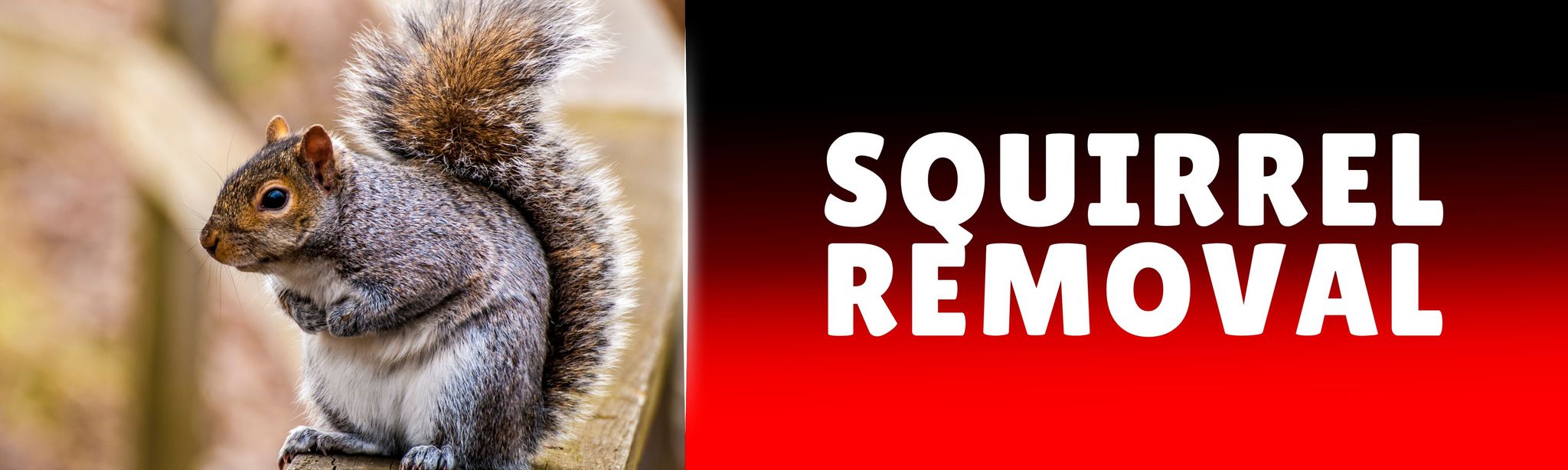 Squirrel Removal Burlington Nc Main Banner