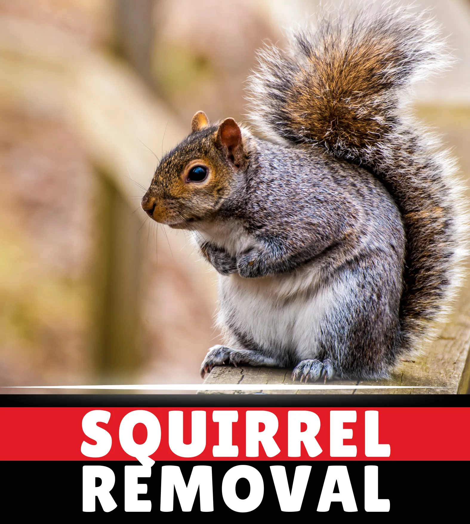 Squirrel Removal Burlington Nc Mobile Banner