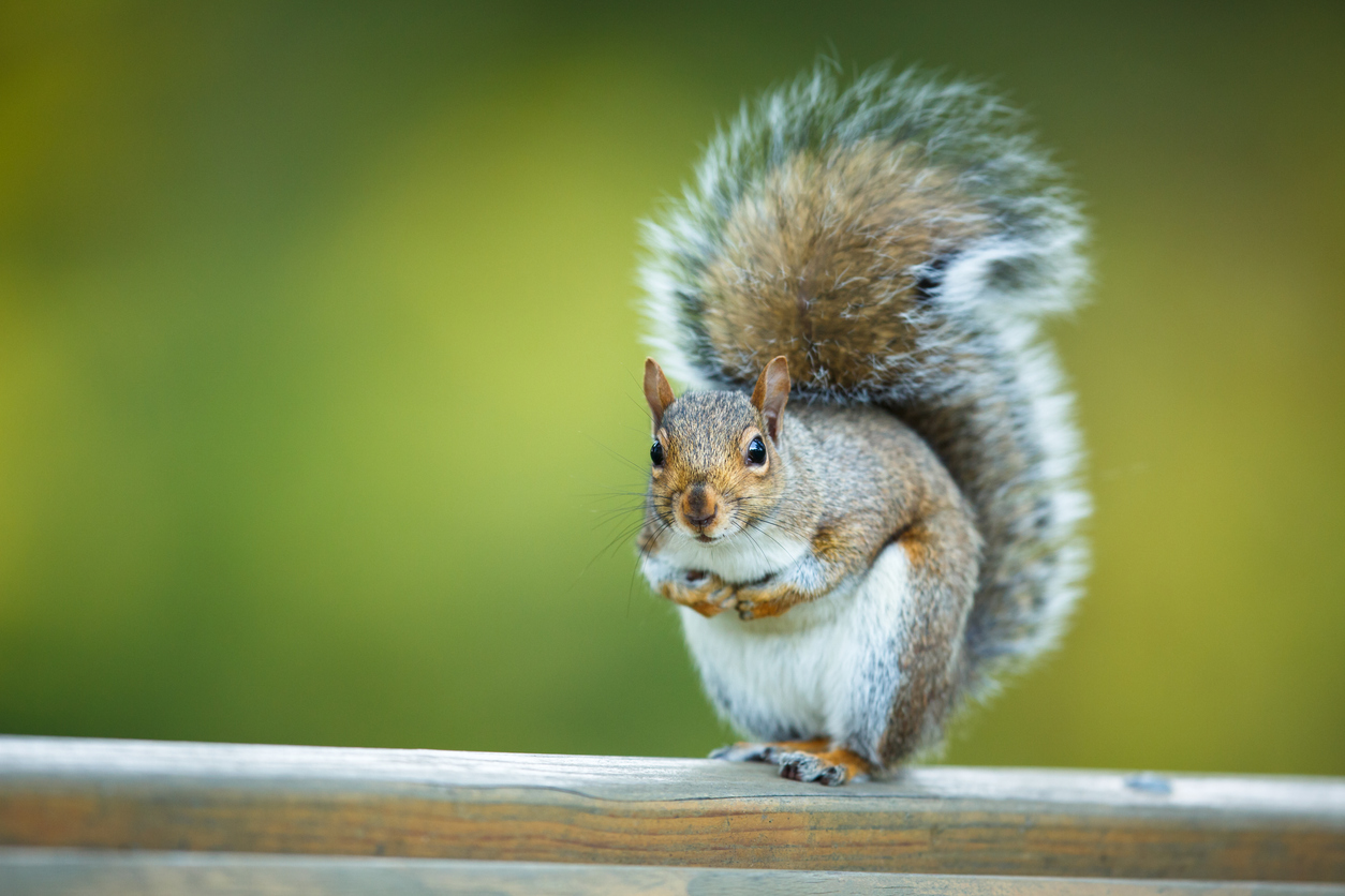Squirrel Removal Burlington Nc