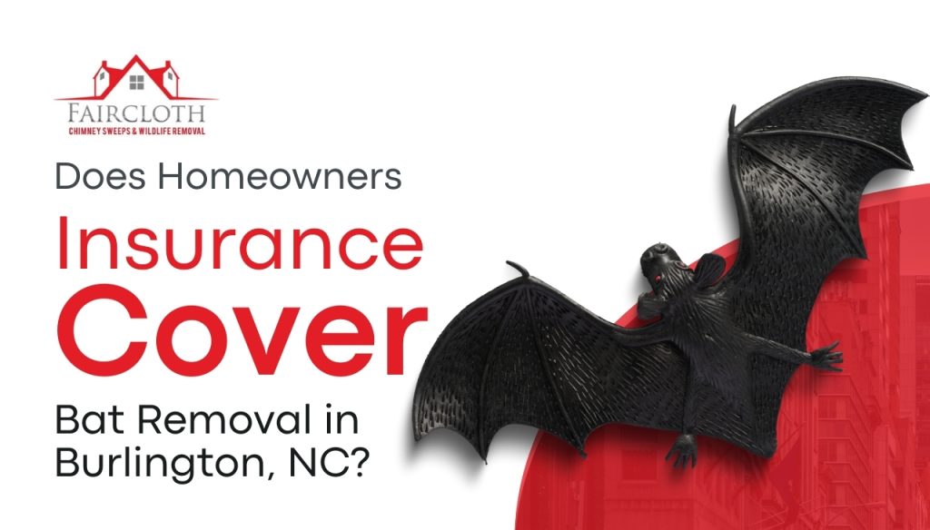 Does Homeowners Insurance Cover Bat Removal In Burlington